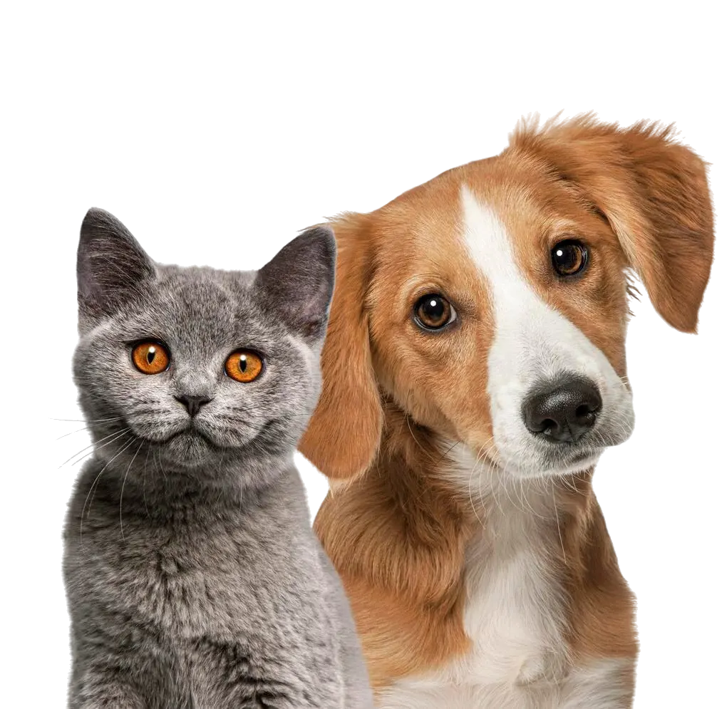 Hotel para cães em Moema - Ambiente aconchegante e seguro