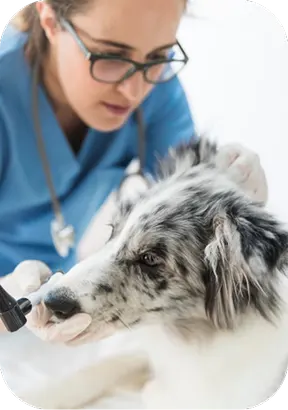 Conforto e relaxamento para pets