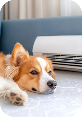 Ambiente interno climatizado - Meu Cantinho Pet