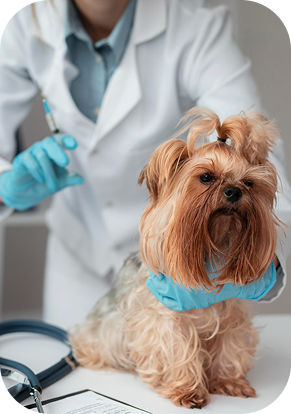 Suporte veterinário responsável técnico