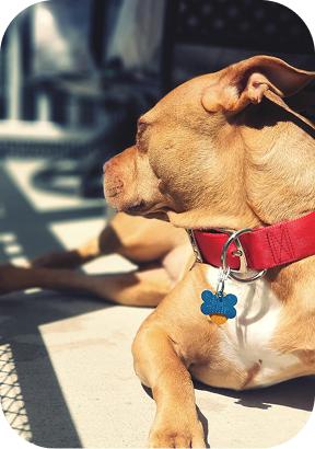 Área externa com solarium para pets