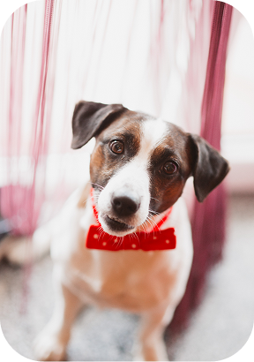 Atividades recreativas para pets